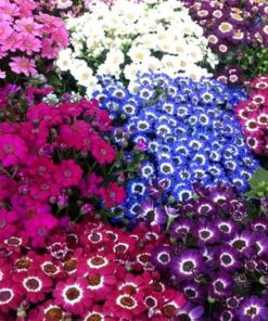 cineraria seeds