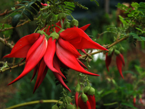 CLIANTHUS Seeds