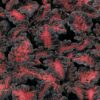 Coleus Black
