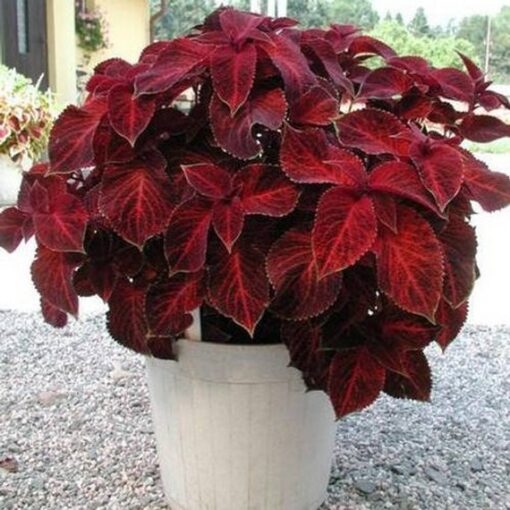 coleus red velvet