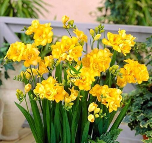 freesia double yellow