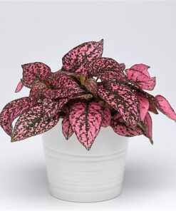 hypoestes rose