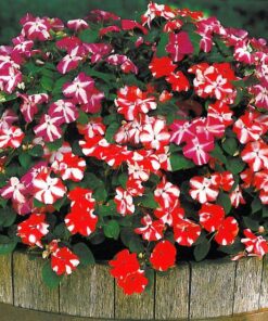 Impatiens Star