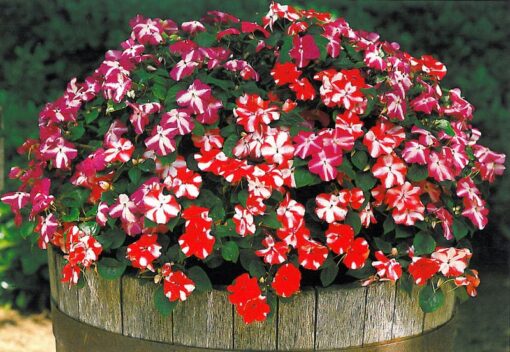 Impatiens Star