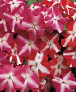 Impatiens Accent star