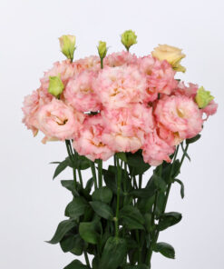 Lisianthus Champagne