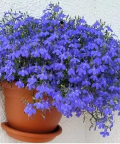 Lobelia erinus