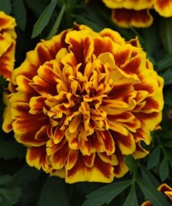 french marigold bonanza bee
