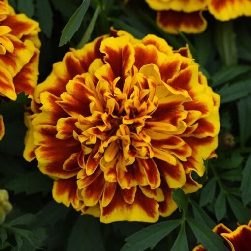 french marigold bonanza bee