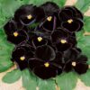 pansy black