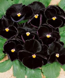 pansy black