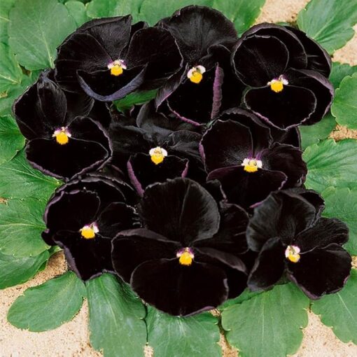 pansy black