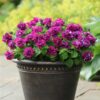 petunia double burgundy