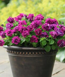 petunia double burgundy