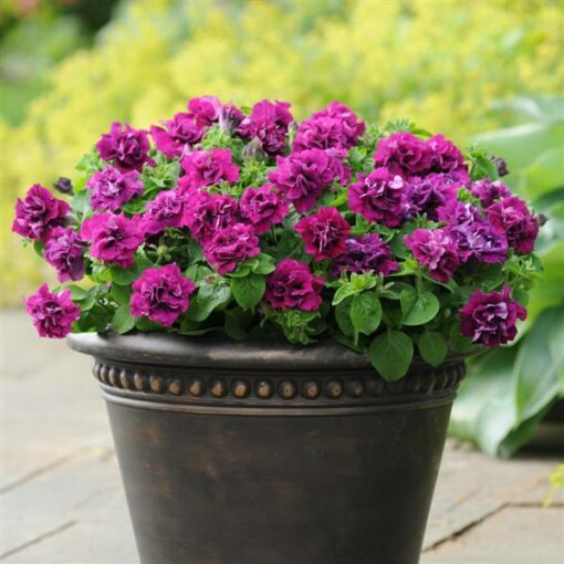 petunia double burgundy