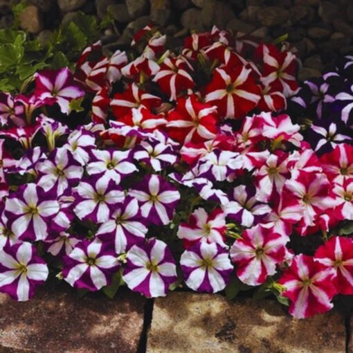 petunia hybrid star