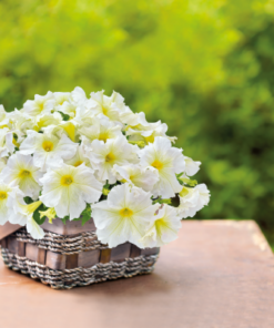 petunia light yellow