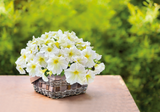 petunia light yellow