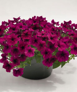 Petunia Success Burgundy