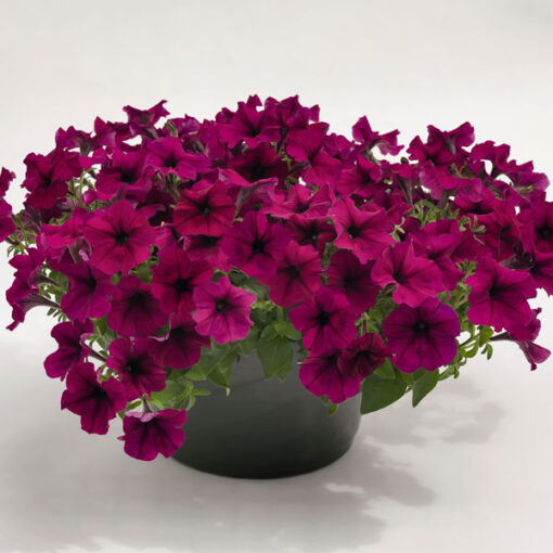 Petunia Success Burgundy