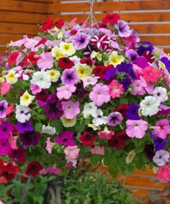Petunia Super Seeds