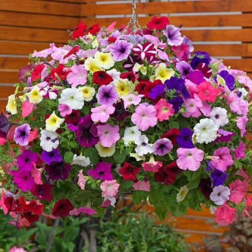 petunia supercascade