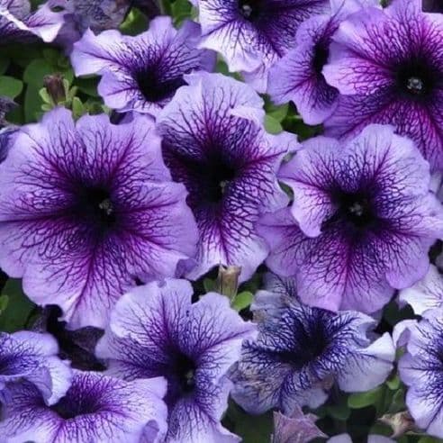 petunia veined
