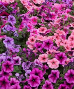 petunia veined