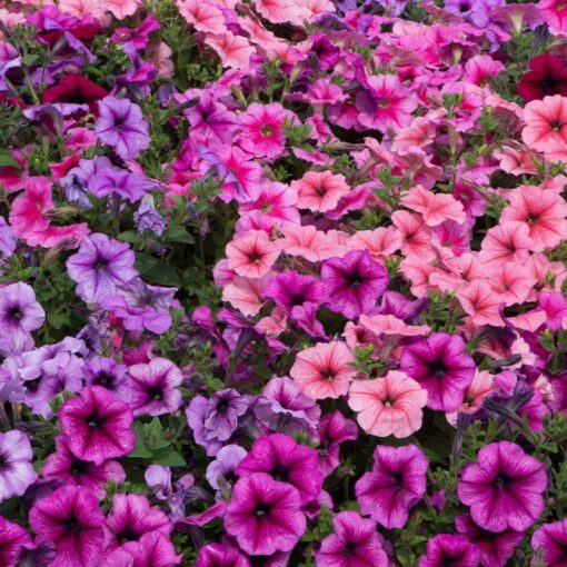 petunia veined