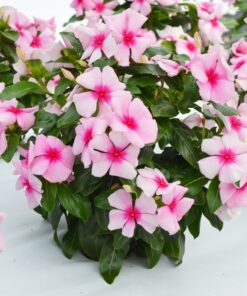 Vinca Blush