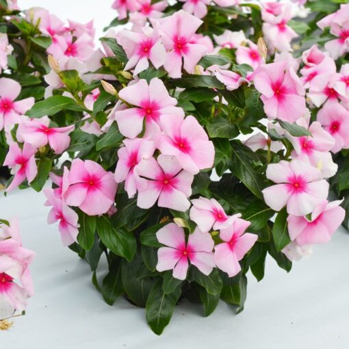 Vinca Blush