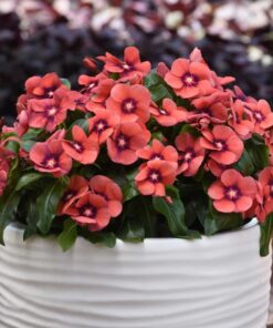 vinca tattoo tangerine
