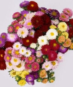aster matsumoto