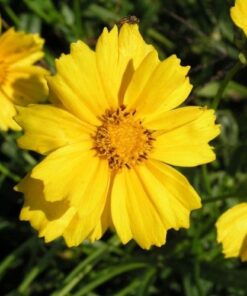 Coreopsis seeds