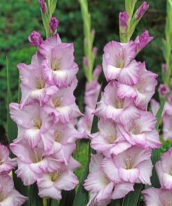 Gladiolus Blue Tropic