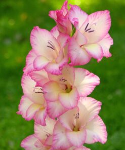 Gladiolus Priscilla