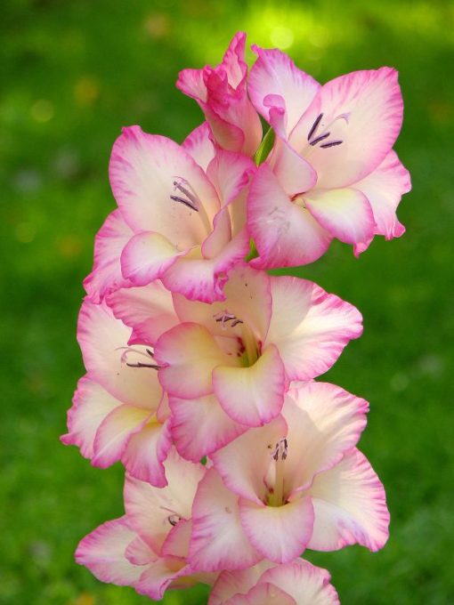 Gladiolus Priscilla