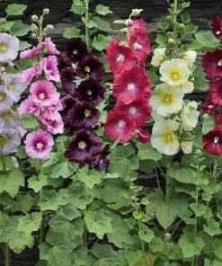 Hollyhock Seeds