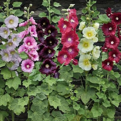 hollyhock Dwarf