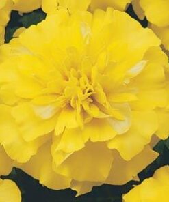 marigold bonanza yellow