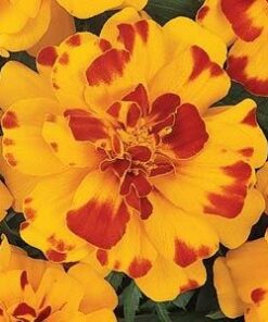 French marigold Durango Bolero