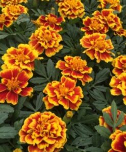 french marigold safari yellow fire