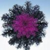 Ornamental kale peacock Red