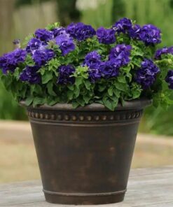 petunia double blue