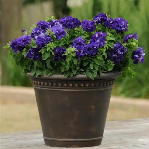 petunia double blue