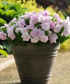 petunia orchid mist