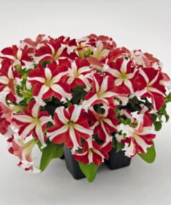 petunia red star