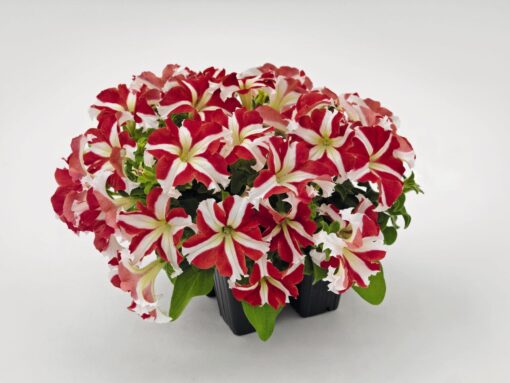 petunia red star