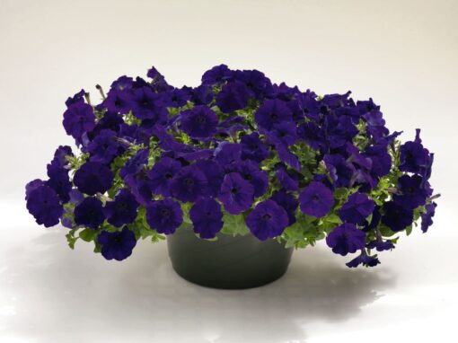 petunia success blue