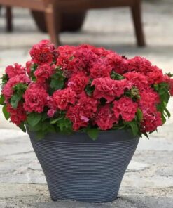 petunia valentine